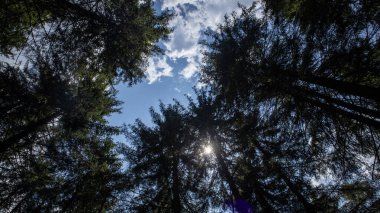 Ormanın güzel manzarası