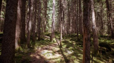 Güneşli bir günde Güzel yeşil orman.