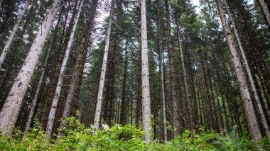 Dağlardaki çam ormanı