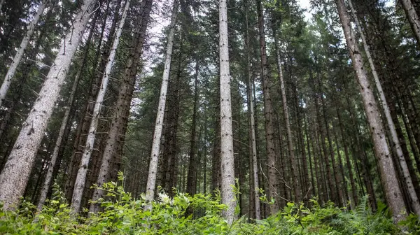 Dağlardaki çam ormanı