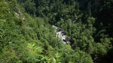 Ormandaki nehrin güzel bir görüntüsü