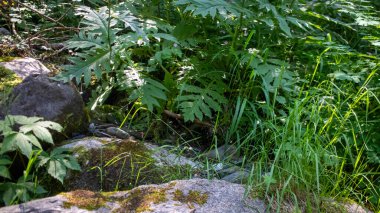 Yazın güzel yeşil orman