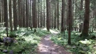 Issız ormanda yalnız başına yürürken ayak seslerini ve doğayı dinliyorsun.