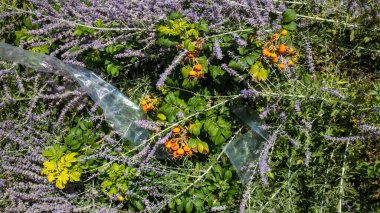 Bahçenin güzel çiçekleri