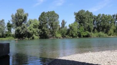 Arka planda ağaç olan nehir