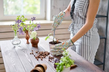 Kadın bahçıvanın, Alocasia 'yı ahşap masadaki çimento kaplarda naklettiği yakın çekim elleri. Ev bahçesi kavramı. Çiçek ve bahçe dükkanı