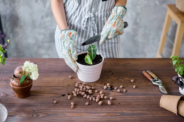 Großaufnahme Hände Einer Gärtnerin Die Alocasia Zementtöpfe Auf Dem Holztisch — Stockfoto
