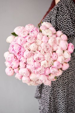 Sevimli ve güzel Şakayık. çok katmanlı yaprakları. Soluk pembe peonies çiçekler açık gri renkli bir grup. Duvar kağıdı,