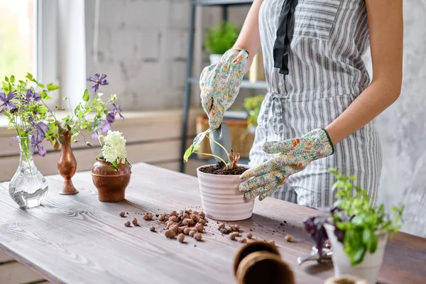 stock image Closeup hands of Woman gardener transplanting Alocasia in cement pots on the wooden table. Concept of home garden. Flower and garden shop