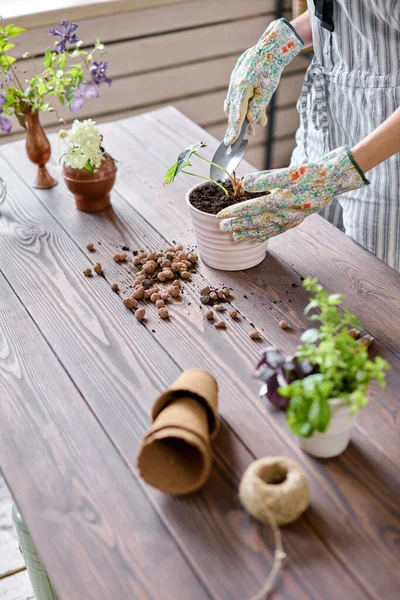 Closeup Hands Woman Gardener Transplanting Alocasia Cement Pots Wooden Table — Stock Photo, Image