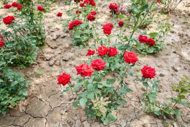 Çiçek tarlası mavi gökyüzü ile güneşli bir sabah. Bahçedeki toprakta yetişen güzel çiçek fideleri. Bahçıvanlık hobisi. Yüksek kalite fotoğraf