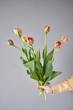 Lale Gudoshnik kadının elinde. Elinde bir buket kırmızı lale. Bir demet taze bahar çiçeği. Yüksek kalite fotoğraf