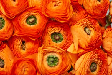  İranlı düğün çiçeği. Açık gri arka planda bir demet turuncu ranunculus çiçeği. Eski ahşap masadaki vazo. Bahar arkaplanı, çiçek duvar kağıdı. Yüksek kalite fotoğraf