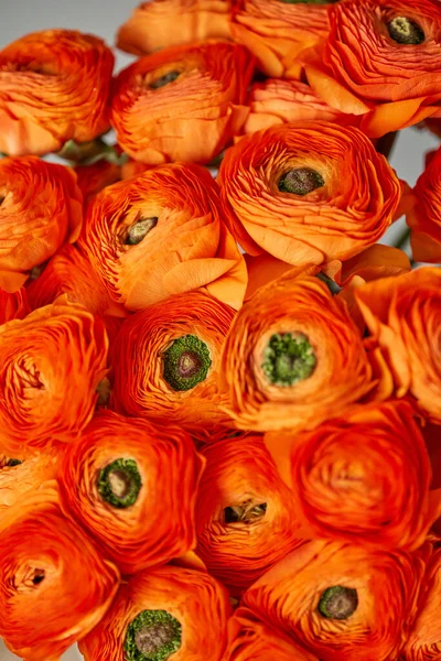 Persisk Smörblomma Ett Gäng Apelsin Ranunculus Blommor Ljusgrå Bakgrund Vas — Stockfoto