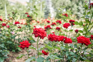 Çiçek tarlası mavi gökyüzü ile güneşli bir sabah. Bahçedeki toprakta yetişen güzel çiçek fideleri. Bahçıvanlık hobisi. Yüksek kalite fotoğraf
