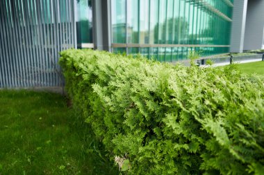 Yeşil çalılar, doku arka planı için taze yeşil yapraklar. Bereketli bitki örtüsü, yatay fotoğraf. Yüksek kalite fotoğraf