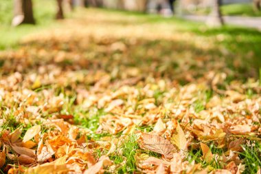 Sarı ve turuncu sonbahar yaprakları arka planda. Açık havada. Düşen sonbahar yapraklarının renkli arkaplan resmi mevsimsel kullanım için mükemmel