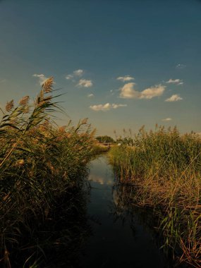 Sazlıklarda geziniyorum