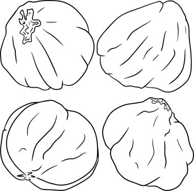 Hazelnut. Vector hand drawn nuts. Coloring pages with different sort of nuns.