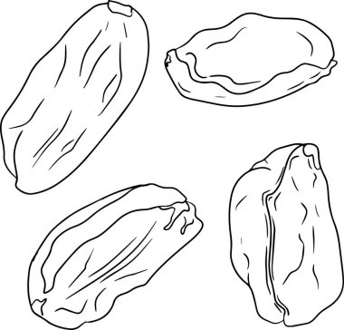 Pistachio. Vector hand drawn nuts. Coloring pages with different sort of nuns.
