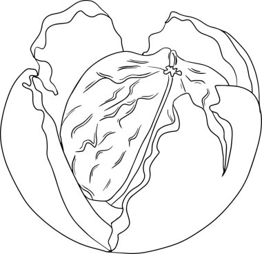 Walnut. Vector hand drawn nuts. Coloring pages with different sort of nuns.