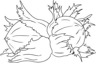 Hazelnut. Vector hand drawn nuts. Coloring pages with different sort of nuns.