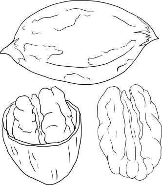 Pecan. Vector hand drawn nuts. Coloring pages with different sort of nuns.