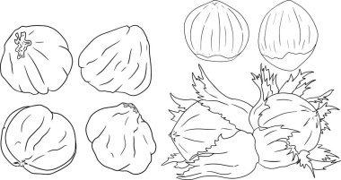 Hazelnut. Vector hand drawn nuts. Coloring pages with different sort of nuns.