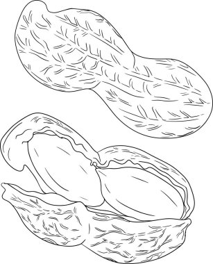 Peanut. Vector hand drawn nuts. Coloring pages with different sort of nuns.