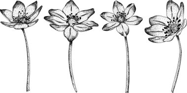 Hepatikas Anemone hepatika çiçeklerini ayarla. El çizimi bahar çiçekleri. Çizimde tek renkli vektör botanik çizimler, oyma biçimi.