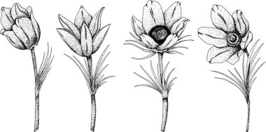 Pasqueflower Pulsatilla pratensis çiçeklerini yerleştir. El çizimi bahar çiçekleri. Çizimde tek renkli vektör botanik çizimler, oyma biçimi.