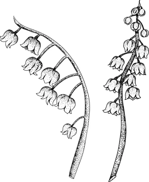 Stel Lelie Van Vallei Bloemen Handgetekende Lentebloemen Monochrome Vector Botanische — Stockvector