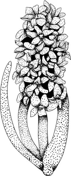 Hyazinthen Blühen Lassen Handgezeichnete Frühlingsblumen Monochrome Vektorbotanische Illustrationen Skizze Kupferstichstil — Stockvektor