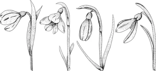 Set Snowdrop Flori Scilla Flori Primăvară Trase Mână Monocrom Vector — Vector de stoc