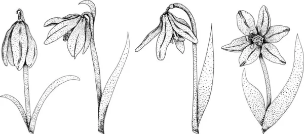 Снежинка Цветы Шиллой Ручные Весенние Цветы Монохромные Векторные Ботанические Иллюстрации — стоковый вектор