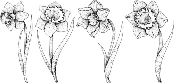 ナルシシストの花をセット 手描きの春の花 モノクロームベクトル植物図スケッチ 彫刻スタイル — ストックベクタ