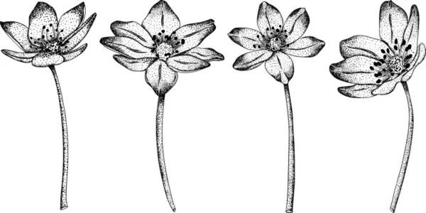 Zet Gemeenschappelijke Lever Anemoon Hepatica Bloemen Handgetekende Lentebloemen Monochrome Vector — Stockvector