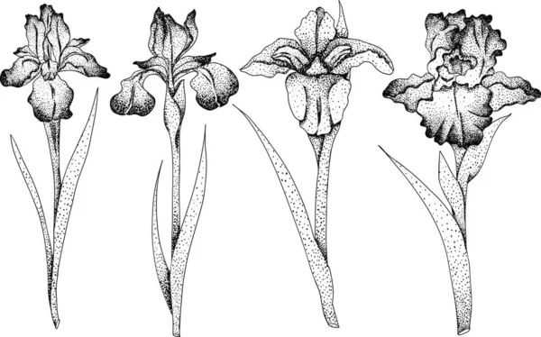 Set Fleurs Iris Fleurs Printemps Dessinées Main Illustrations Botaniques Monochromes — Image vectorielle