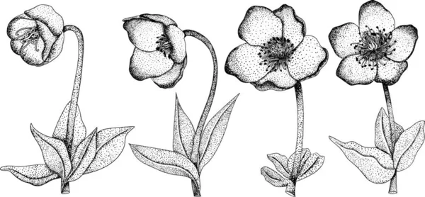 Set Merlin Lenten Rose Helleborus Fleurs Fleurs Printemps Dessinées Main — Image vectorielle