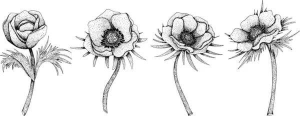Set Anemone Papavero Fiori Anemone Coronaria Fiori Primaverili Disegnati Mano — Vettoriale Stock