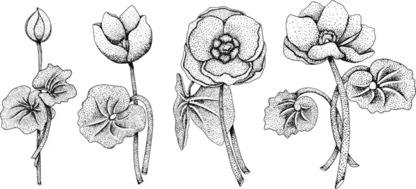 设置Jeffersonia Dubia Twinleaf花 手绘春花 素描单色矢量植物图解 雕刻风格 — 图库矢量图片
