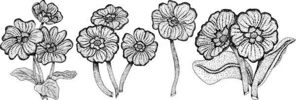 Sätt Primula Primula Blommor Handritade Vårblommor Monokroma Vektor Botaniska Illustrationer — Stock vektor