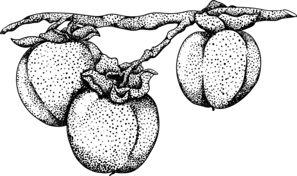 Persimmon Dessiné Main Fruits Prune Date Noir Blanc Botanique Illustration — Image vectorielle