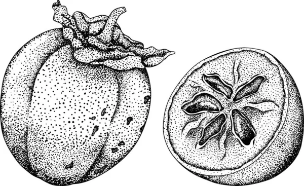 手工画的柿子 枣李子果 黑色和白色的植物 矢量插图在草图 雕刻风格 矢量说明 — 图库矢量图片