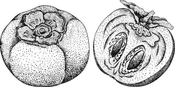 Ručně Kreslený Persimmon Datlové Plody Švestky Černobílá Botanická Vektorová Ilustrace — Stockový vektor