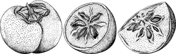 Ručně Kreslený Persimmon Datlové Plody Švestky Černobílá Botanická Vektorová Ilustrace — Stockový vektor