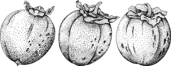 Caqui Dibujado Mano Fruta Ciruela Datilera Botánica Blanco Negro Ilustración — Archivo Imágenes Vectoriales