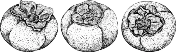 Met Hand Getekende Persimmon Datum Pruimenvruchten Zwart Wit Botanische Vectorillustratie — Stockvector