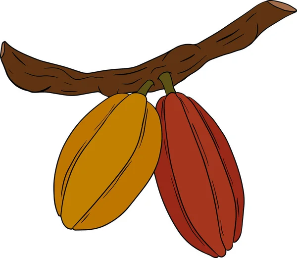 Cacao Fasole Ciocolată Desenată Manual Ilustrație Vectorială Colorată Este Stilul — Vector de stoc