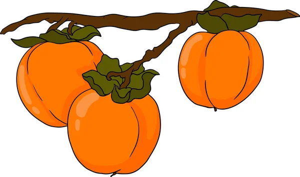 Caqui Dibujado Mano Fruta Ciruela Datilera Color Botánico Dibujos Animados — Vector de stock
